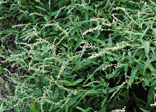 image of Persicaria punctata, Dotted Smartweed