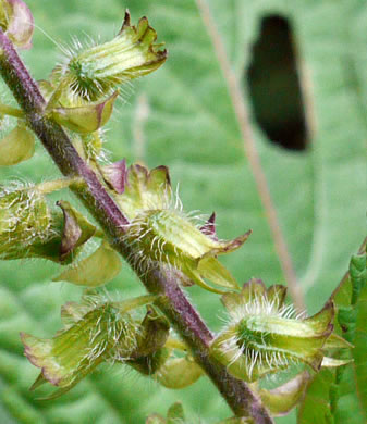 image of Perilla frutescens, Beefsteak-plant, Perilla