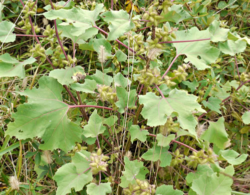 image of Xanthium chinense, Common Cocklebur