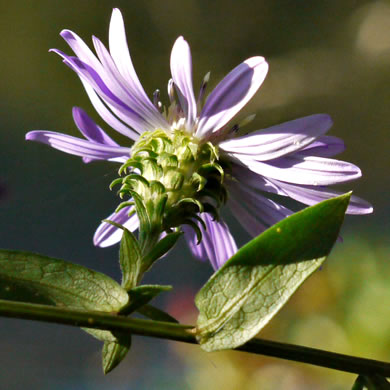 image of Symphyotrichum retroflexum, Curtis's Aster, Rigid Whitetop Aster