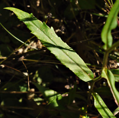 image of Symphyotrichum retroflexum, Curtis's Aster, Rigid Whitetop Aster