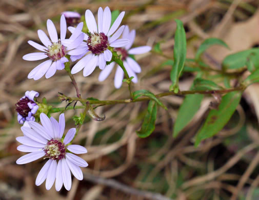 image of Symphyotrichum retroflexum, Curtis's Aster, Rigid Whitetop Aster