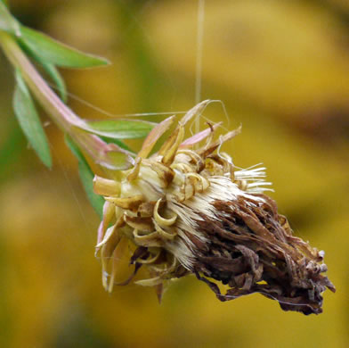 image of Symphyotrichum retroflexum, Curtis's Aster, Rigid Whitetop Aster