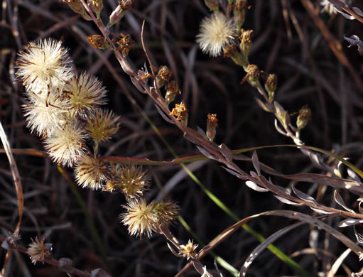 image of Symphyotrichum concolor var. concolor, Eastern Silvery Aster