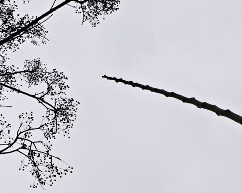 image of Melia azedarach, Chinaberry, Pride-of-India