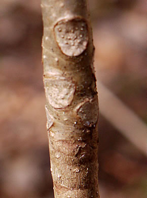 image of Magnolia tripetala, Umbrella Magnolia, Umbrella-tree