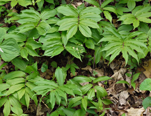 image of Maianthemum racemosum, False Solomon's Seal, Eastern Solomon's Plume, May-plume