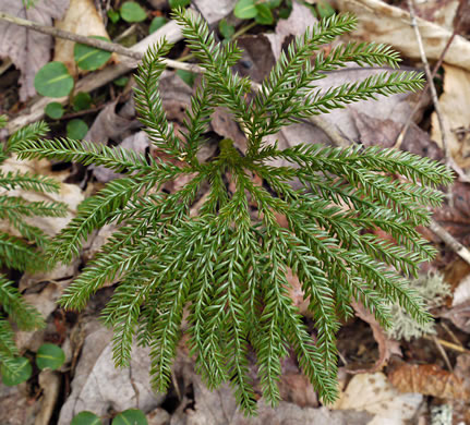 image of Dendrolycopodium obscurum, Flat-branched Tree-clubmoss, Common Ground-pine