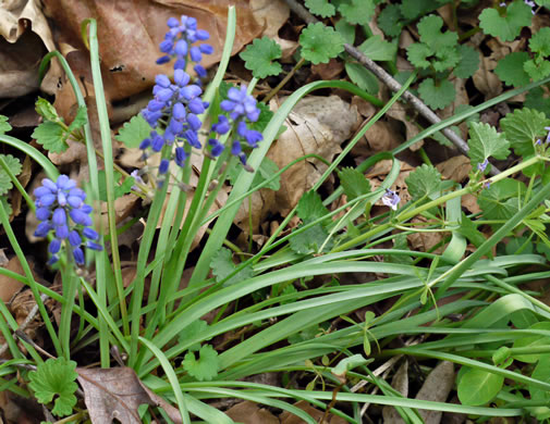 image of Muscari botryoides, Compact Grape-hyacinth