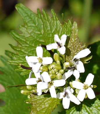 image of Alliaria petiolata, Garlic Mustard, Hedge Garlic