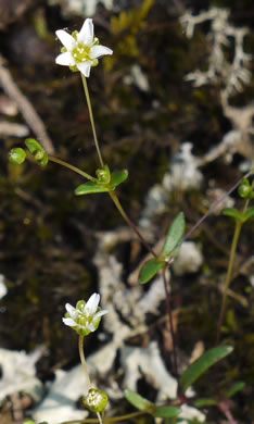 image of Geocarpon uniflorum, Piedmont Sandwort, One-flower Sandwort