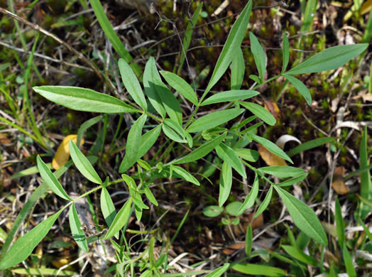 image of Coreopsis grandiflora var. grandiflora, Large-flowered Coreopsis, Largeflower Tickseed