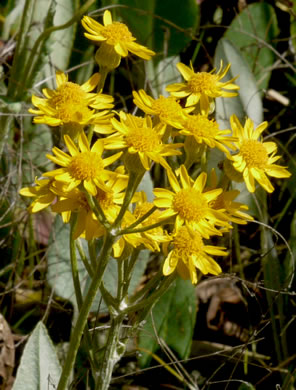 Woolly Ragwort