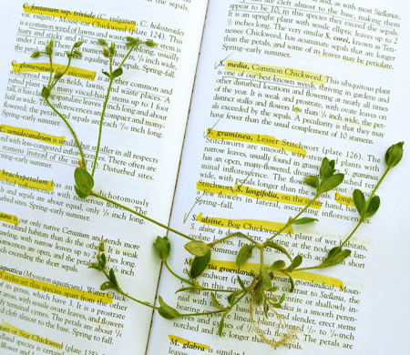 image of Cerastium brachypetalum, Gray Mouse-ear Chickweed, Gray Chickweed