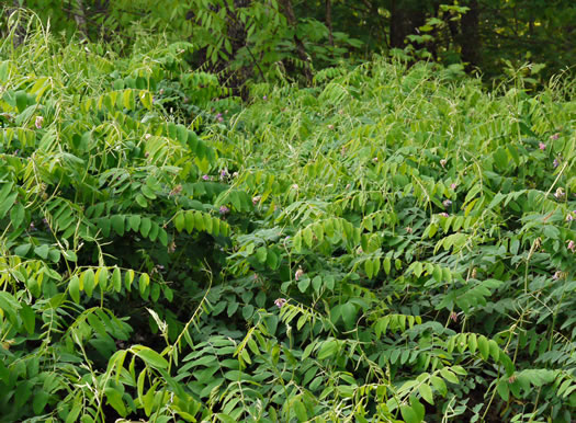 image of Lathyrus venosus, Wood Pea, Forest Pea, Bush Vetch, Veiny Pea