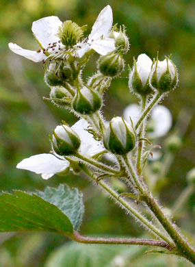 image of Rubus allegheniensis var. allegheniensis, Allegheny Blackberry