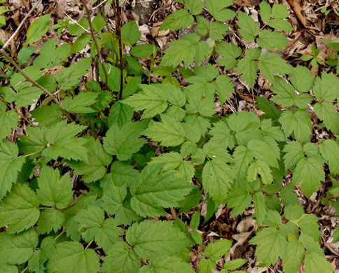 image of Astilbe biternata, Appalachian False Goatsbeard, Appalachian Astilbe