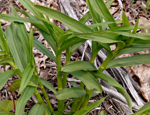 image of Tradescantia subaspera, Zigzag Spiderwort, Wide-leaved Spiderwort