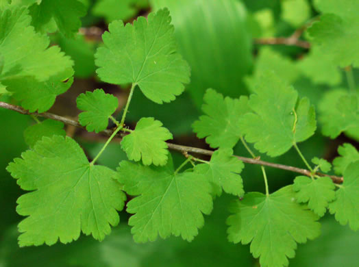 image of Ribes cynosbati, Prickly Gooseberry, Dogberry