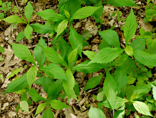 image of Oclemena acuminata, Whorled Nodding-aster, Whorled Wood-aster, Whorled Aster, Floral Wood Aster