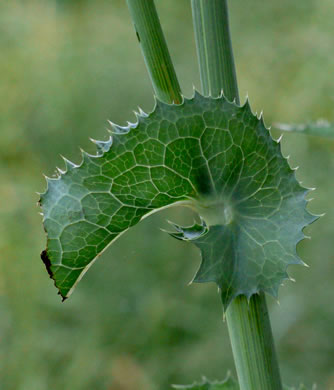 image of Sonchus asper, Prickly Sowthistle, Spiny-leaf Sowthistle