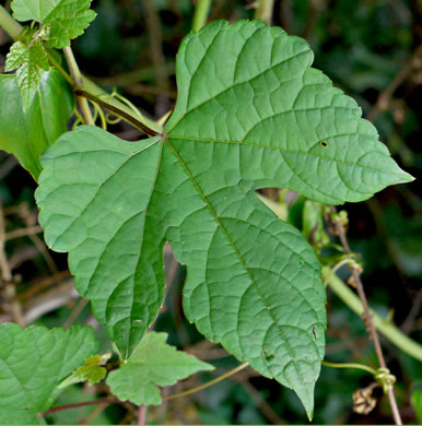 Ampelopsis glandulosa, Porcelain-berry, Amur Peppervine