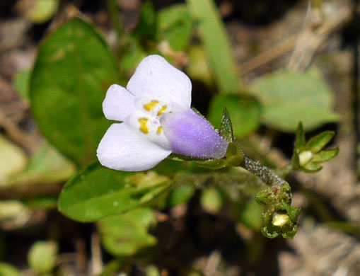 image of Mazus pumilus, Japanese Mazus