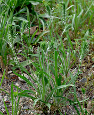 image of Plantago aristata, Bracted Plantain, Large-bracted Plantain, Buckhorn Plantain