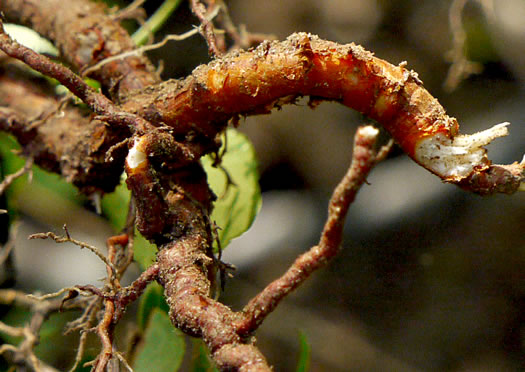 image of Celastrus orbiculatus, Oriental Bittersweet