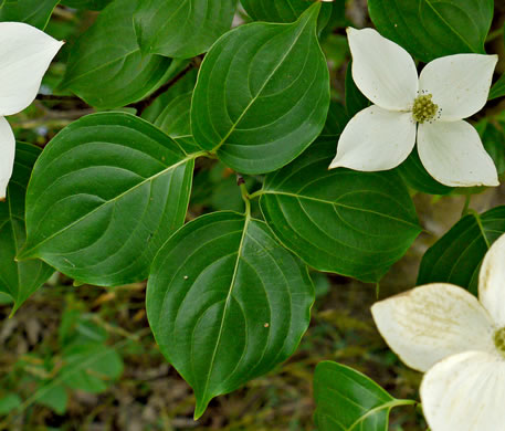 image of Benthamidia japonica, Kousa Dogwood