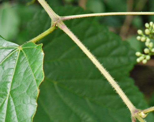 image of Ampelopsis glandulosa, Porcelain-berry, Amur Peppervine