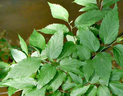 image of Celtis smallii, Small's Hackberry