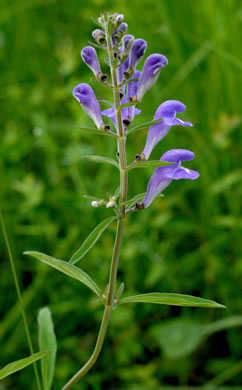 image of Scutellaria integrifolia, Hyssop Skullcap, Narrowleaf Skullcap