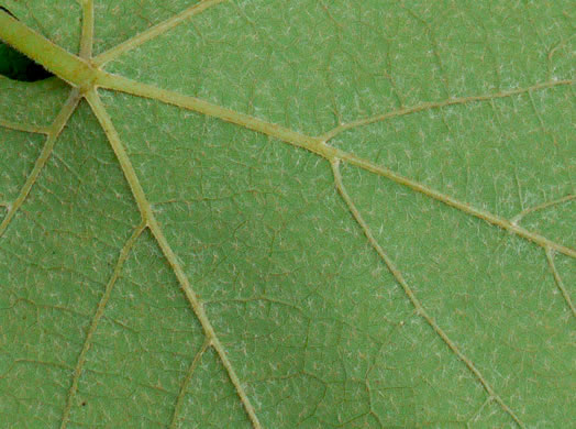 Vitis aestivalis var. aestivalis, Summer Grape