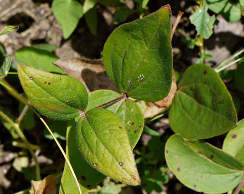 image of Clematis ochroleuca, Curlyheads