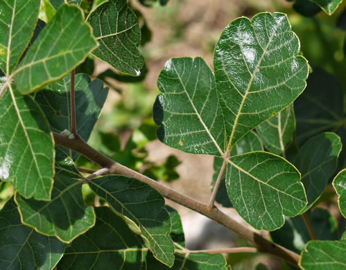 image of Rhus aromatica var. aromatica, Fragrant Sumac, Squawbush