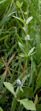 image of Eryngium prostratum, Spreading Eryngo, Creeping Eryngo