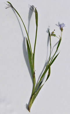 image of Sisyrinchium micranthum, Annual Blue-eyed-grass, Lawn Blue-eyed-grass, Fairy Stars