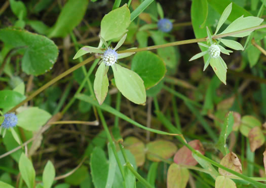 image of Eryngium prostratum, Spreading Eryngo, Creeping Eryngo