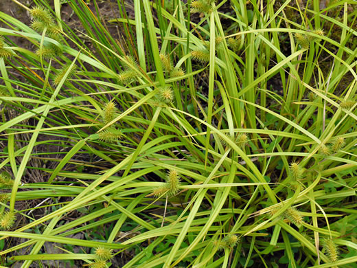 image of Carex lurida, Sallow Sedge