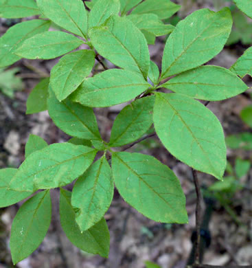 image of Rhododendron pilosum, Minniebush