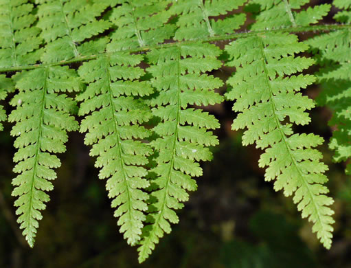 image of Sitobolium punctilobulum, Hay-scented Fern, Pasture Fern, Boulder Fern