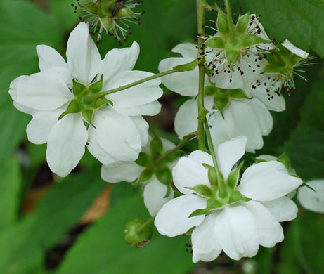 image of Rubus canadensis, Smooth Blackberry, Thornless Blackberry