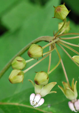 image of Asclepias exaltata, Poke Milkweed, Tall Milkweed