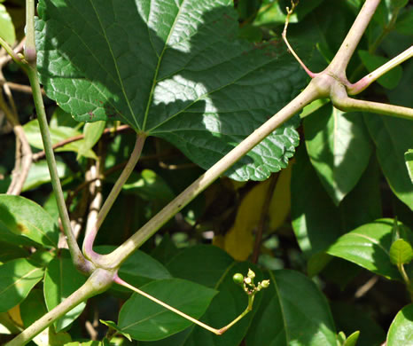 image of Ampelopsis glandulosa, Porcelain-berry, Amur Peppervine