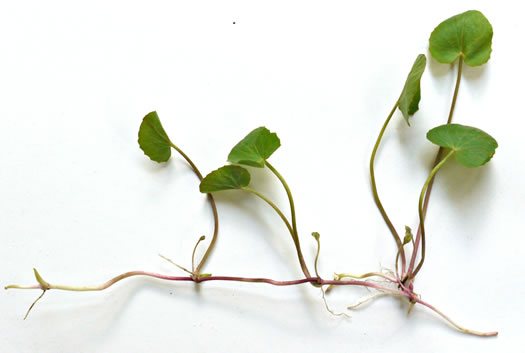 image of Centella erecta, Centella, Erect Coinleaf, False Pennywort