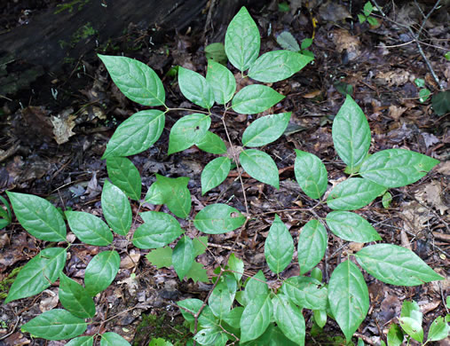 Sweetshrub