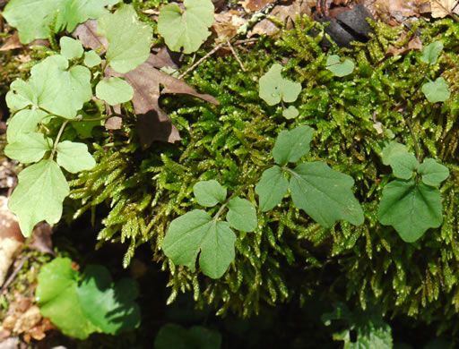 image of Cardamine flagellifera +, Blue Ridge Bittercress