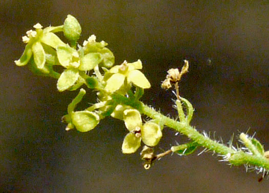 image of Tragia urticifolia, Nettleleaf Noseburn, Tragia