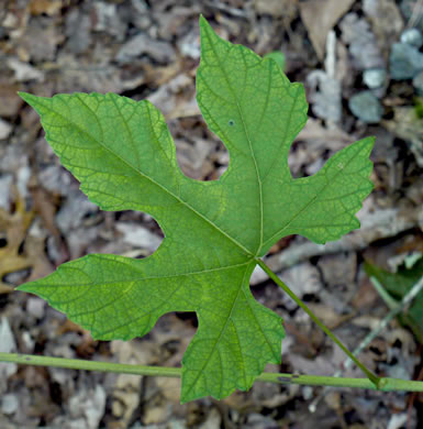 image of Vitis aestivalis var. bicolor, Silverleaf Grape